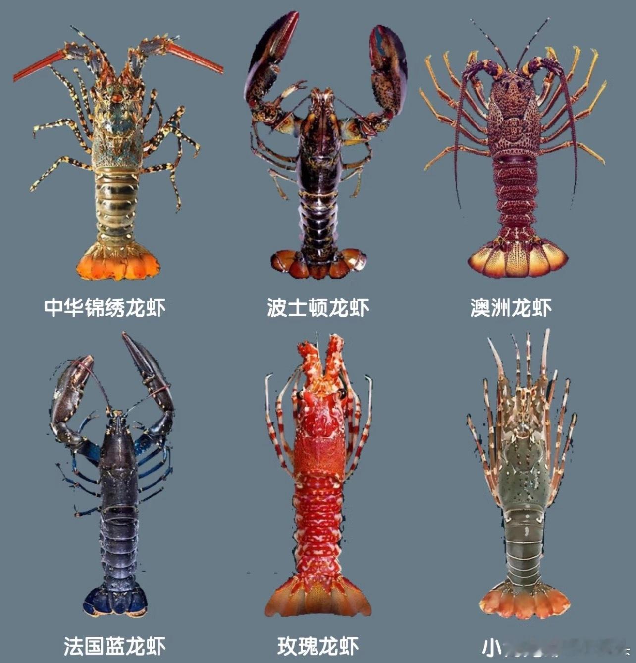 虾的身材很曼妙虾还是太红了