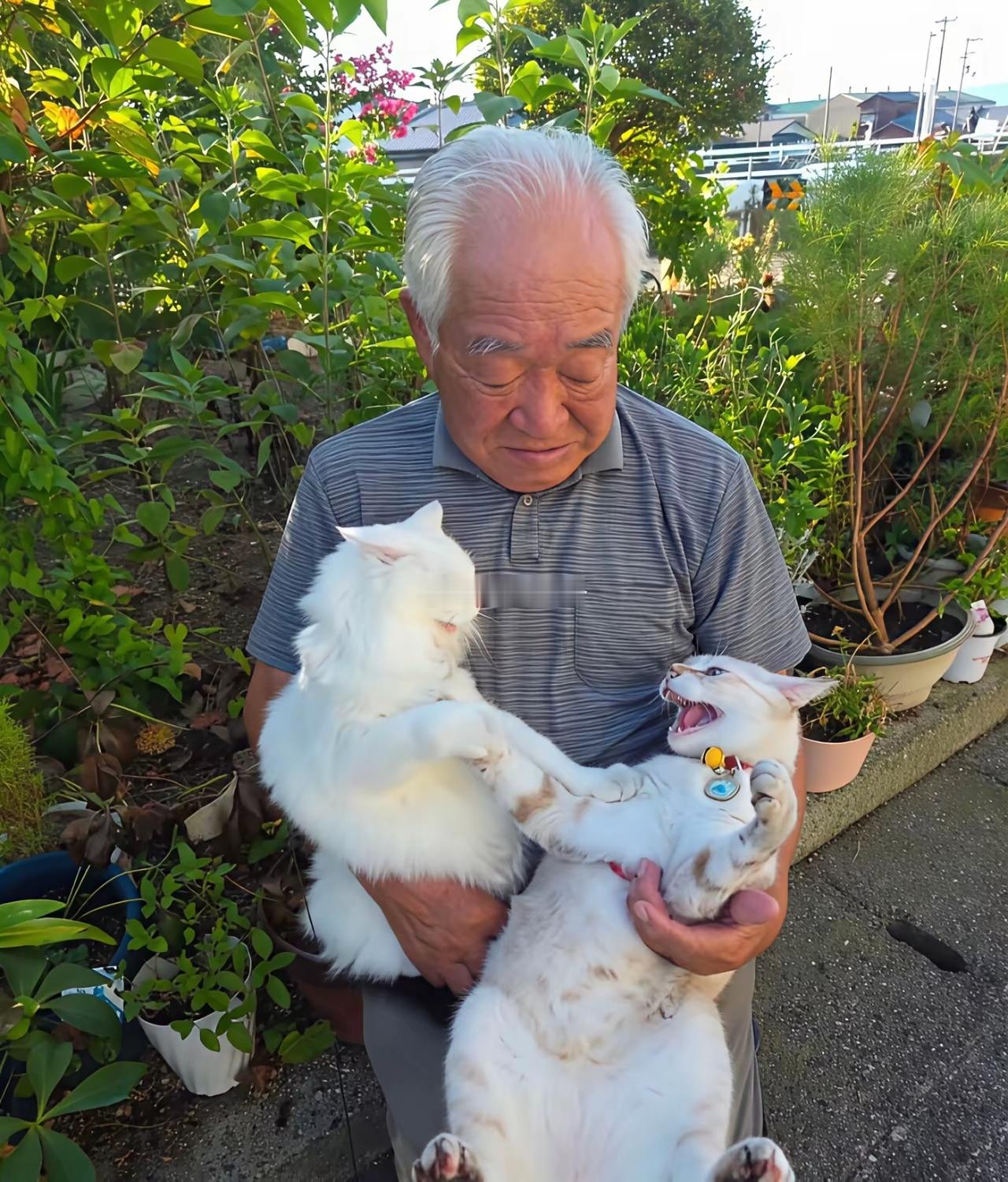 这是一位日本的爷爷带着猫咪到处拍照但他的猫总是在打架[笑着哭]​​​