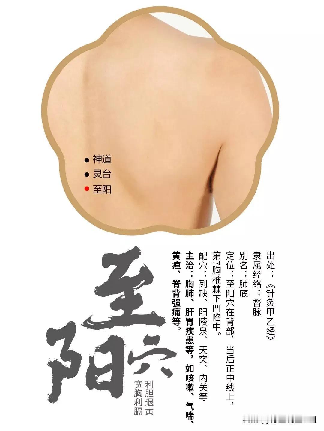 藏在后背的“小太阳”：至阳穴不仅补阳气，竟能一招缓解心绞痛！咱们身体里