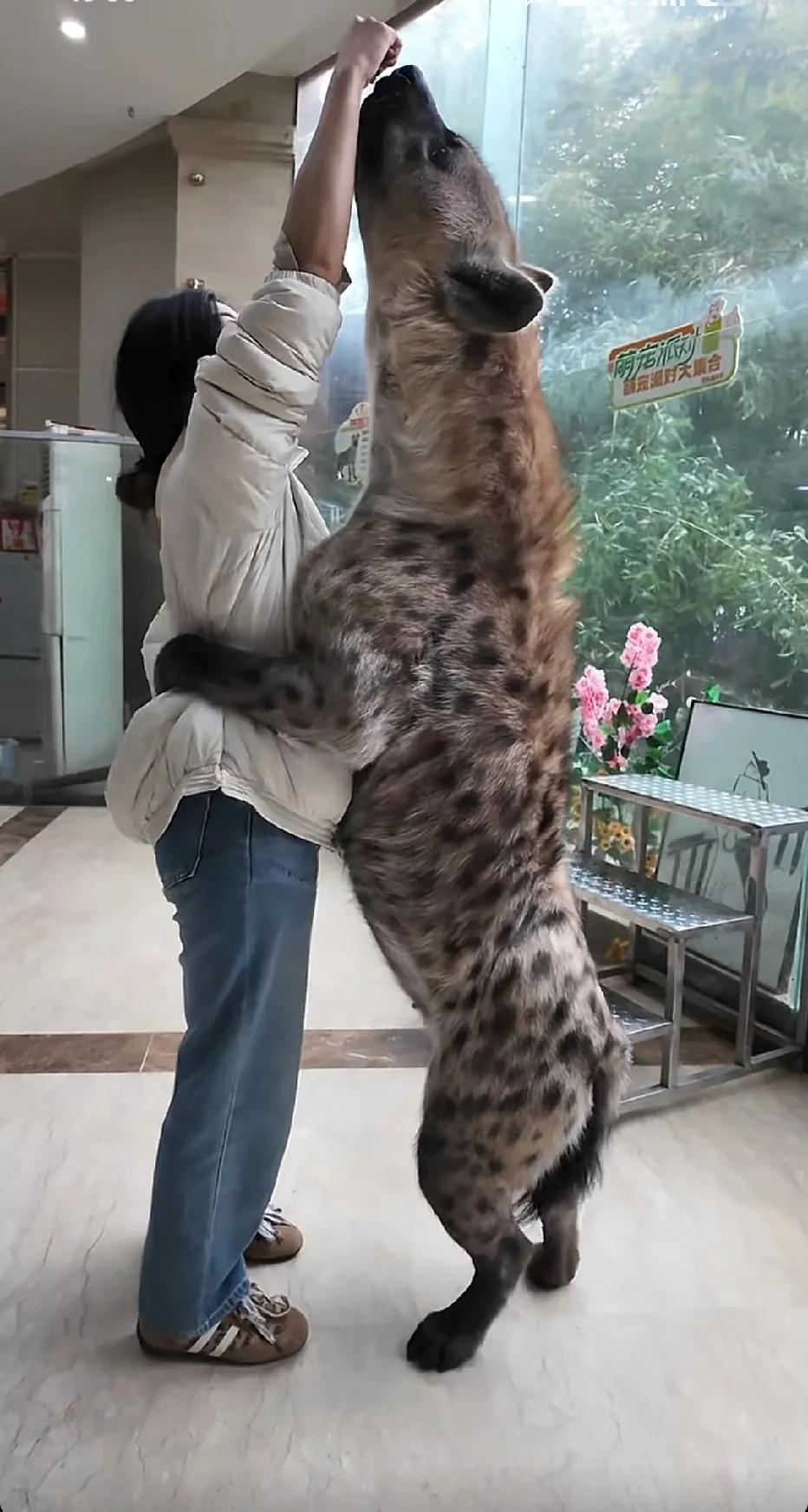 第一次直观的感觉到斑鬣狗这么大。这家伙要是三五成群，能轻松干过草原的一只雄狮吧？