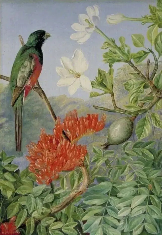 英国植物艺术家、插画师MarianneNorth（1830—1890），也是独