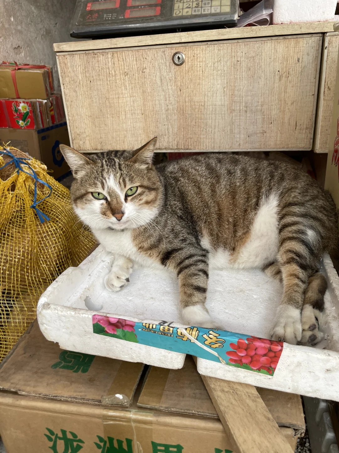 菜市场邪恶大冬瓜