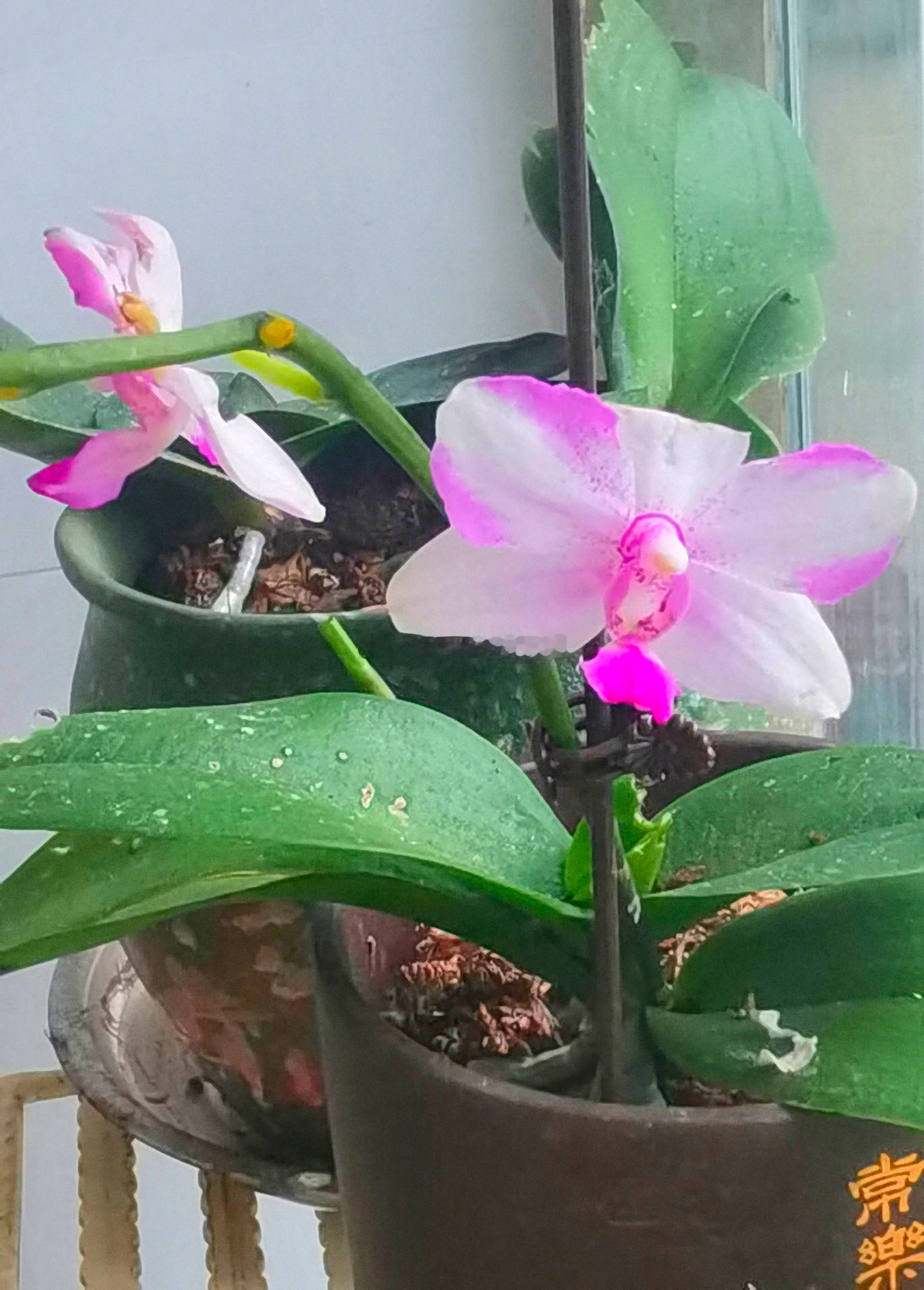 每天分享一个养眼花卉。随拍，我们店里的一盆蝴蝶兰。早安，新的一天！‎生活手记生活