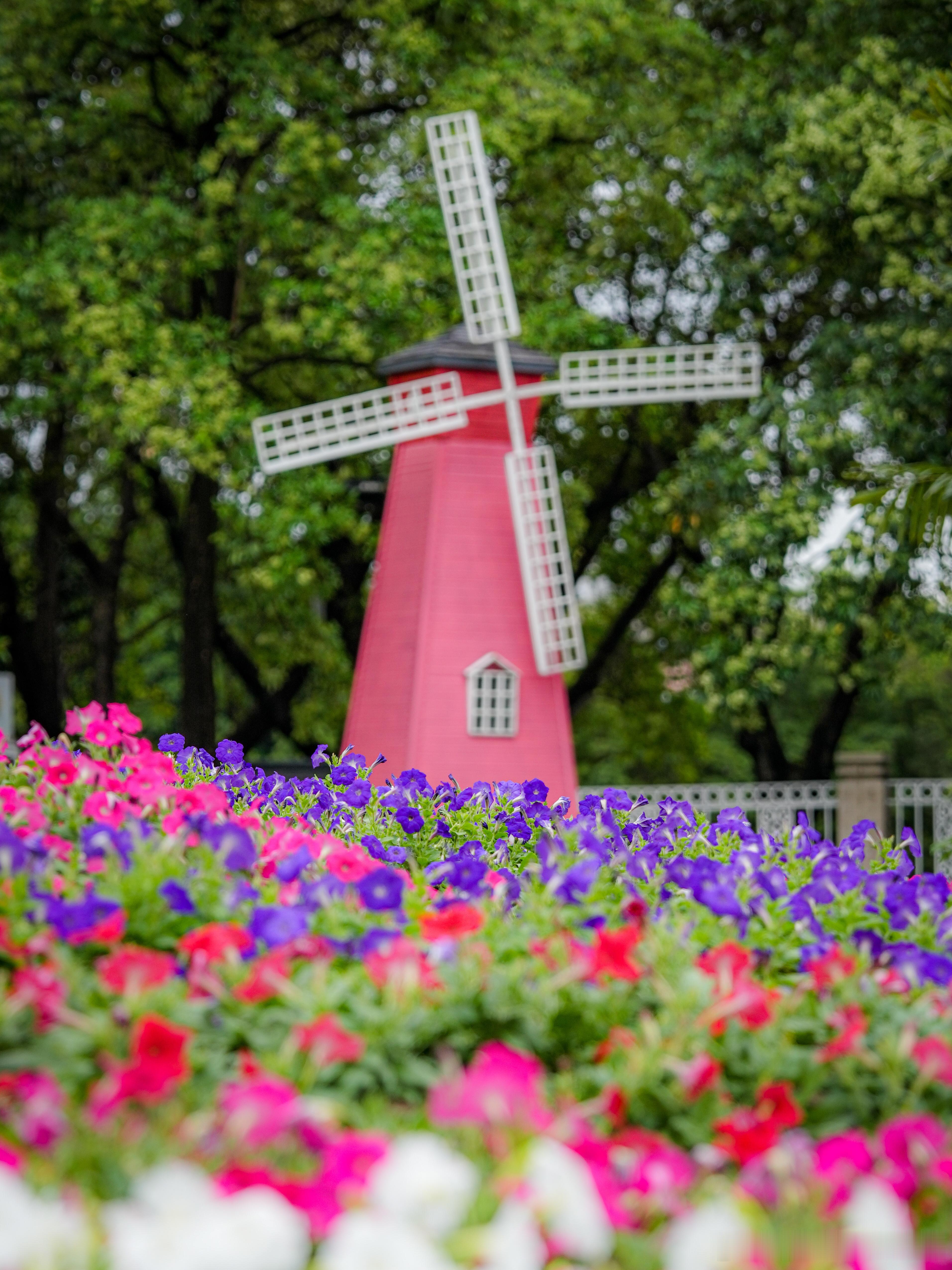 美爆了!掉进广州云台花园矮牵牛“彩色漩涡”🌸走进云台花园,8万盆矮牵牛把