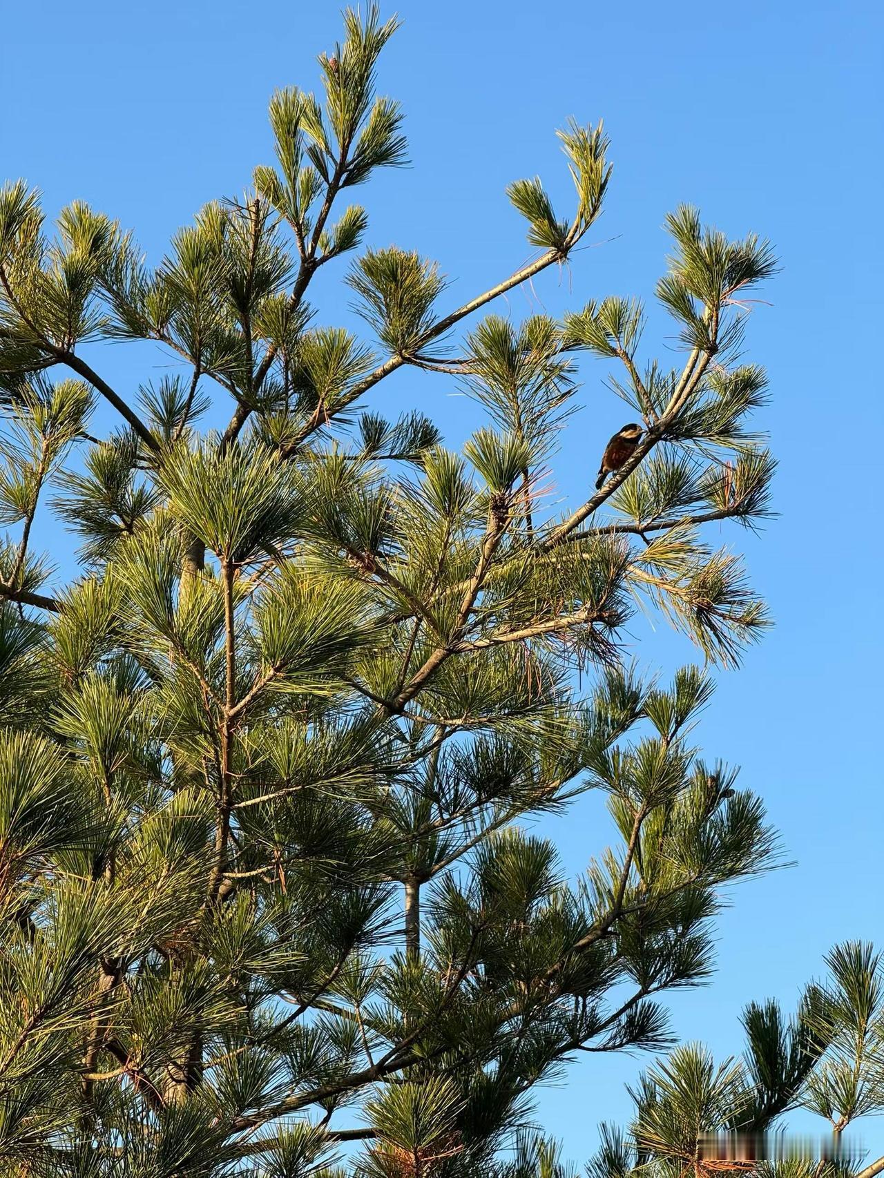 昨天接种了第二针带状疱疹疫苗，今天早晨醒来，体温计显示38度，浑身酸痛乏力，整个