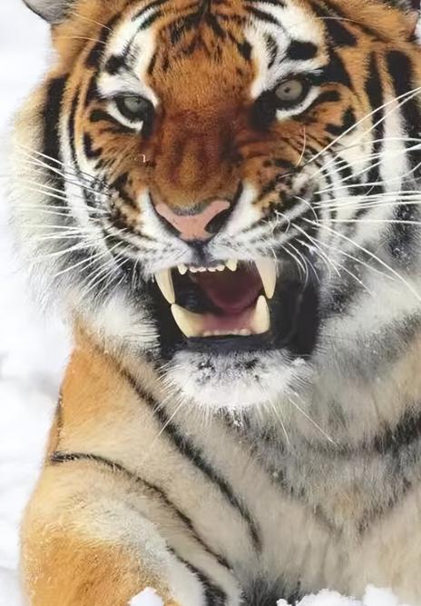 90%的人都不知道，遇见老虎的正确应对措施是什么，老虎虽然很危险，但是也并非遇见