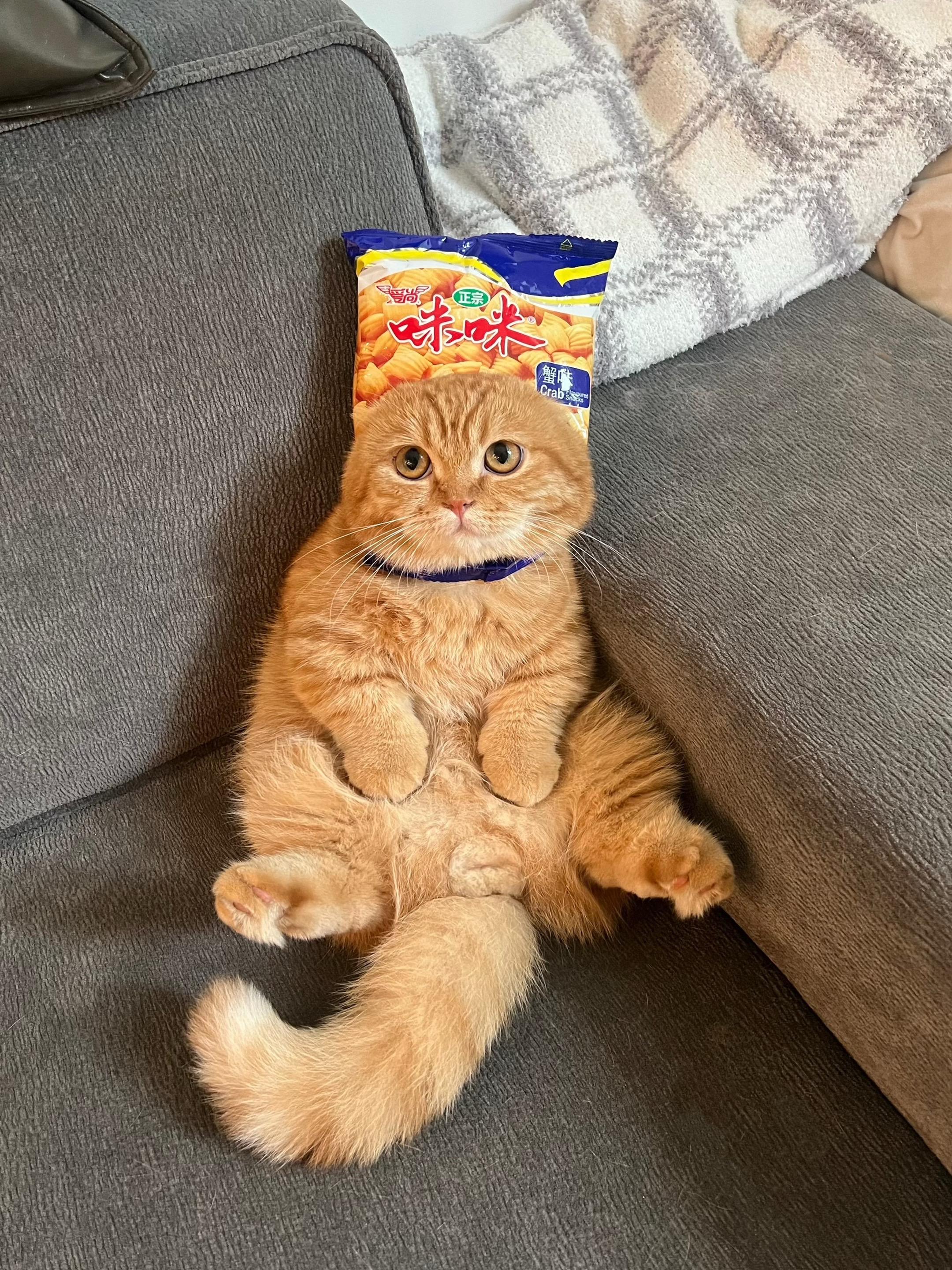 请叫我咪咪！你爱吃哪个口味的？猫咪日常