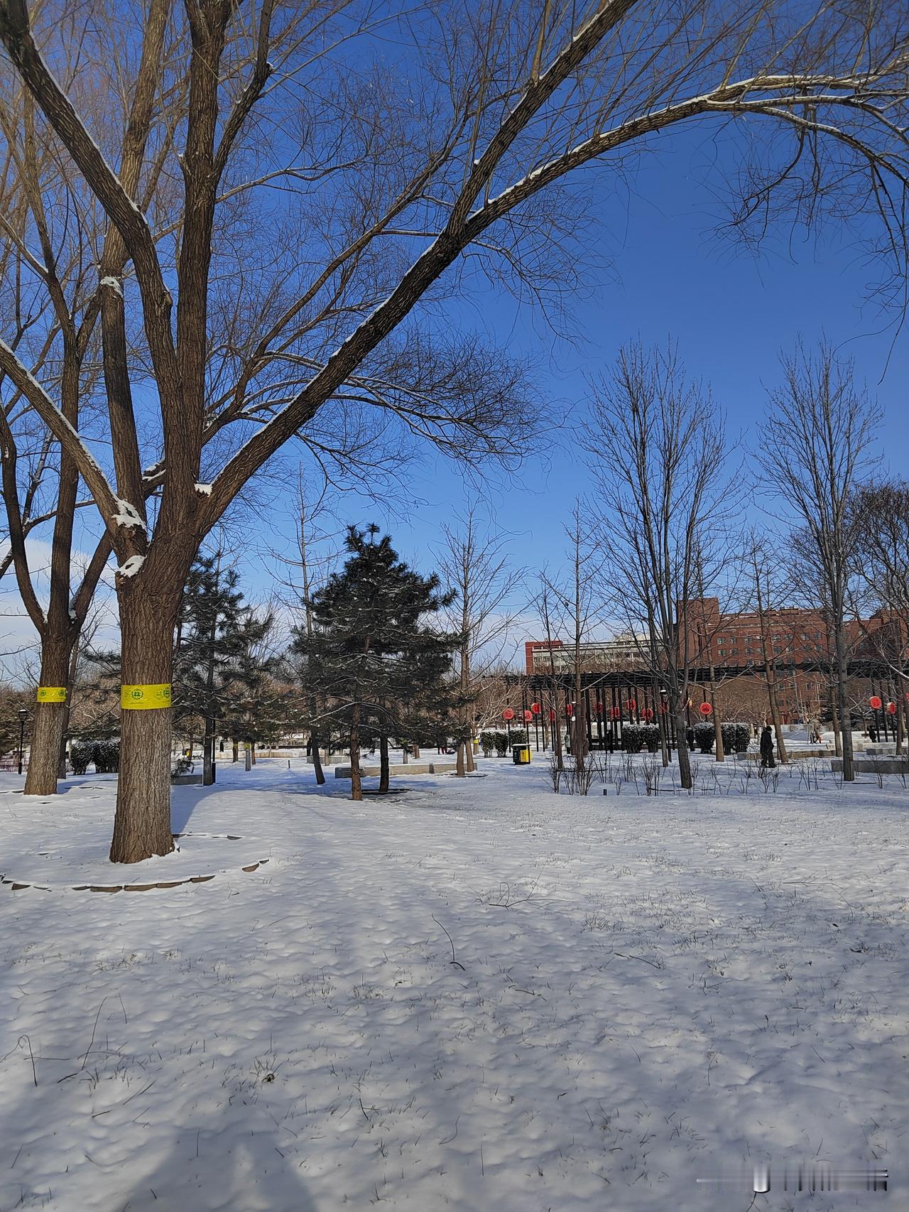北京今年冬天头一场雪，在公园漫步，雪地与蓝天相映成趣