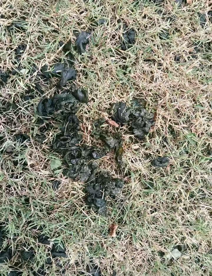 江南一带（太湖流域），梅雨季节，一款特殊的食材闪亮登场（如图），也是笔者儿时记忆