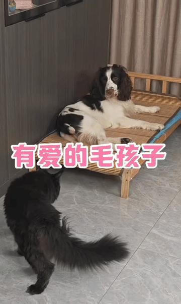 都说物种之间有天堑，可看到这对好哥们，我才发现所有的规矩都是用来打破的。一个是