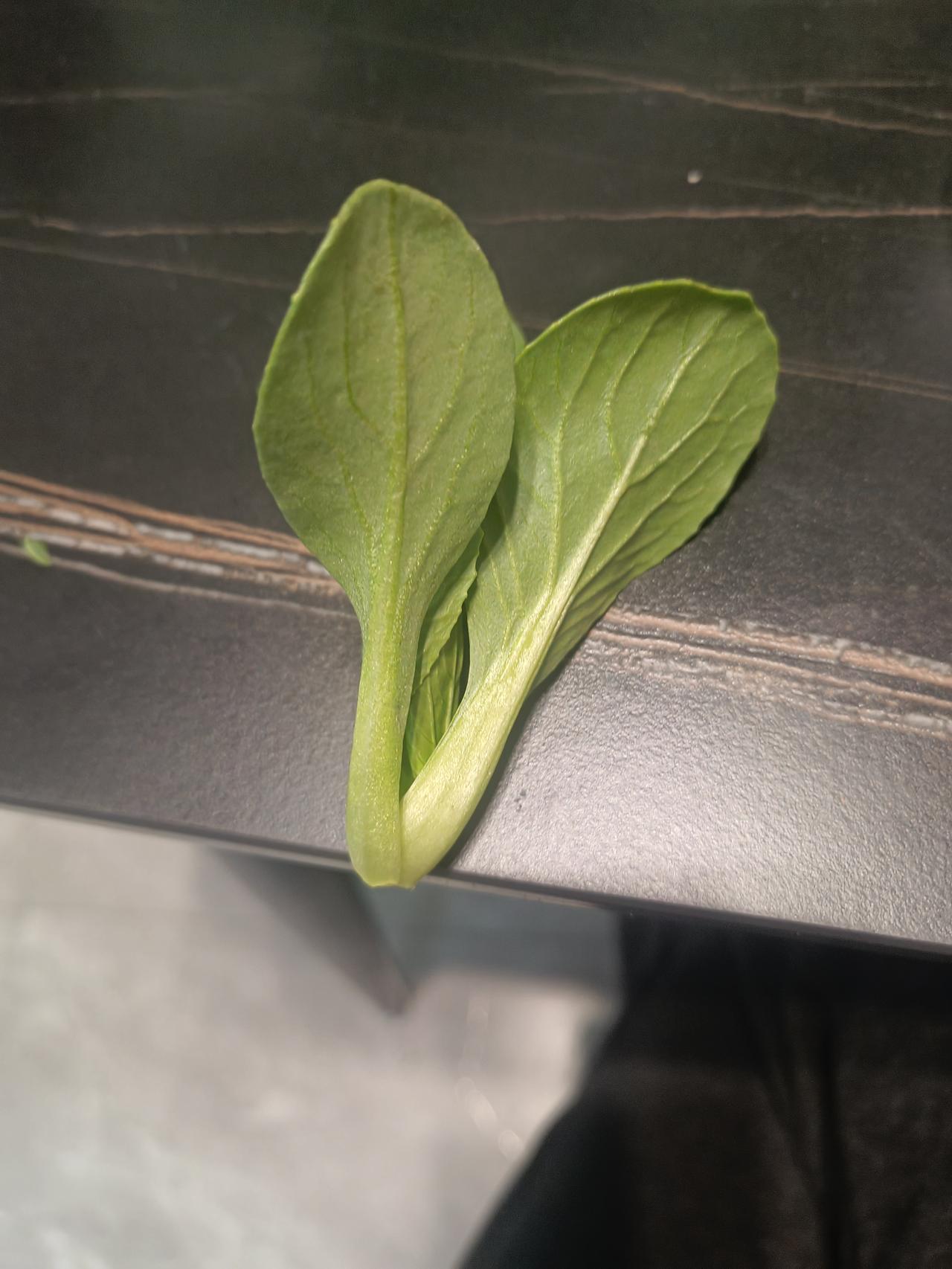 请欣赏6岁女儿用青菜造句。刚刚老公买了一兜青菜，看到青菜，我突然想起来最近网上