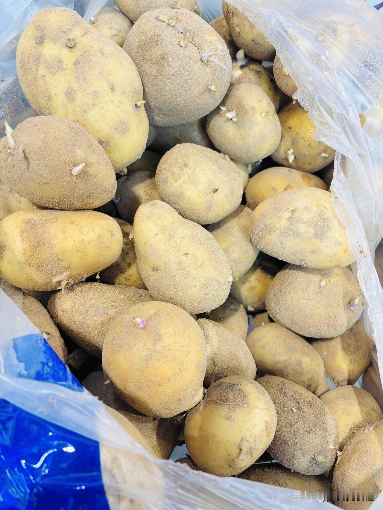 朋友们这发了芽的土豆能吃吗？这还是新土豆，一看发芽了，都说发芽的土豆不能吃，有