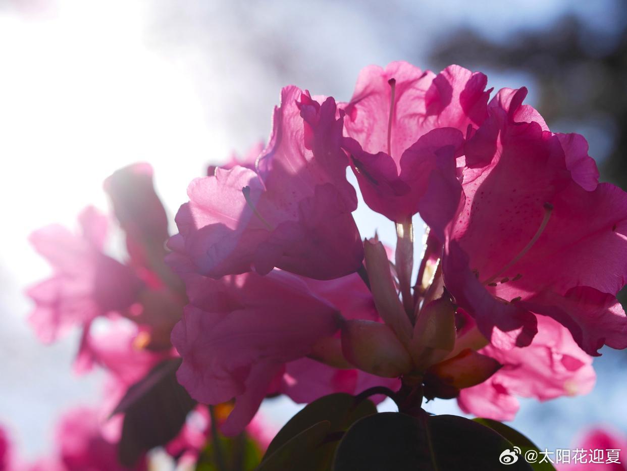 光落花瓣，温柔入怀～寻美中国寻美河南