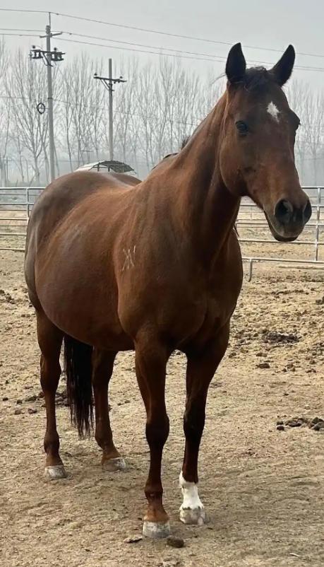 中国每年有470万匹马被屠宰，可是在国内几乎看不到有人吃马肉，这些马肉都去哪了？