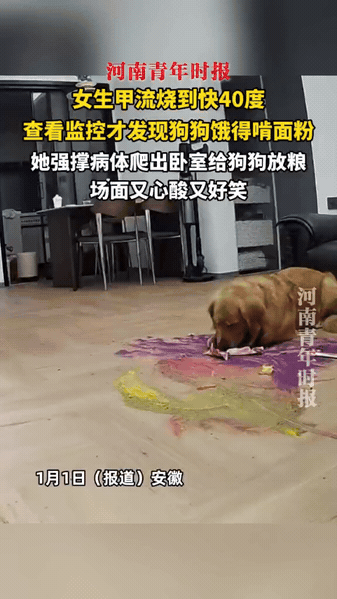 哭笑不得！安徽，女子甲流中招躺在床上没力气，一天没喂狗，听见客厅传来声响，她打开