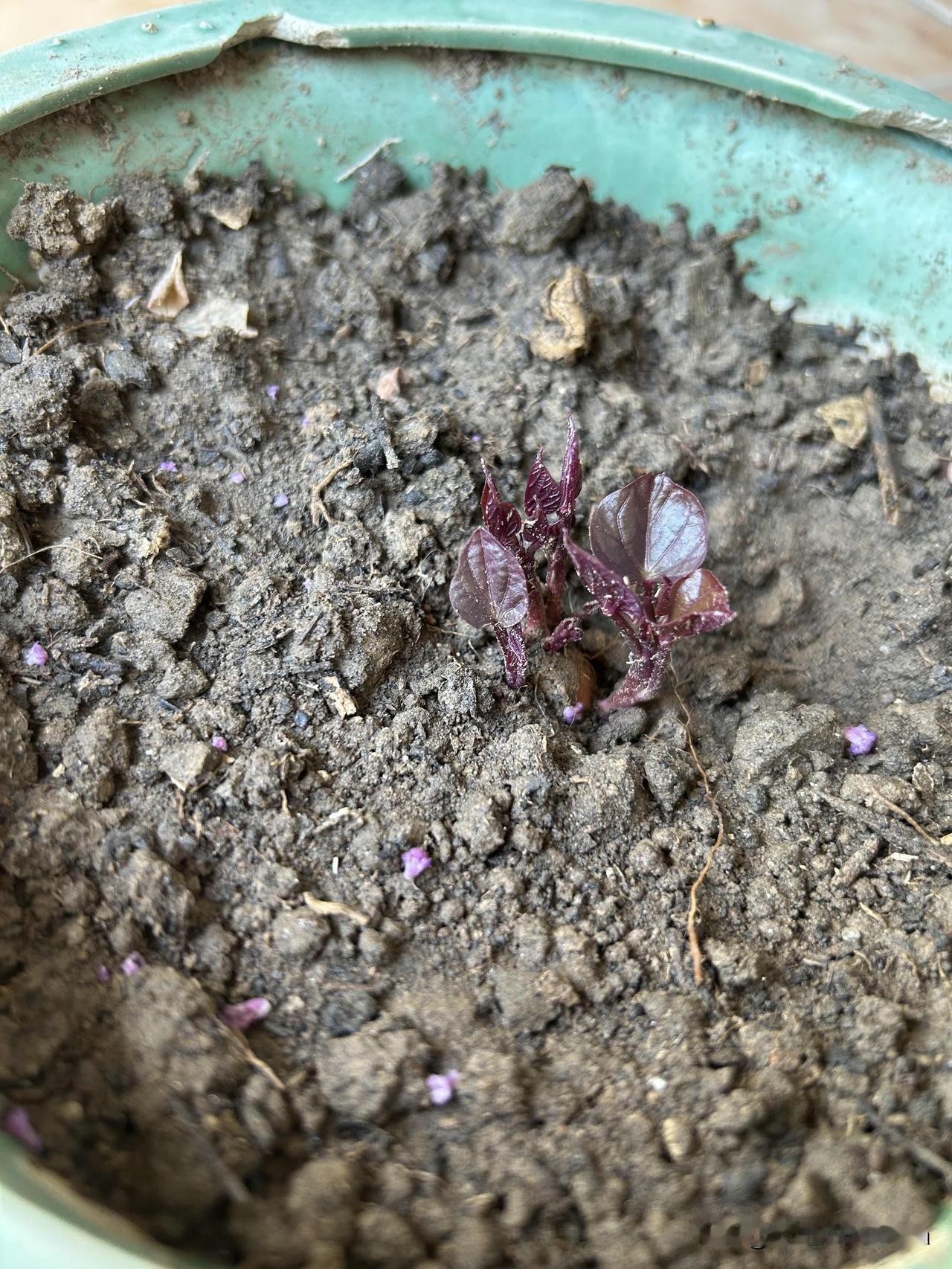 昨天去超市，看到一种菜：红薯叶，价格还挺贵的，因为营养丰富！我立刻想到，我自