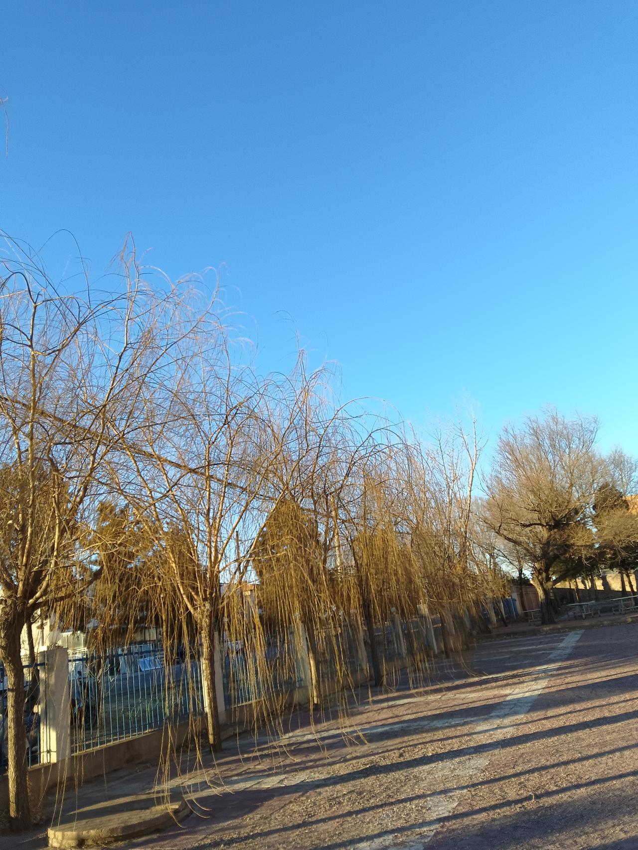 冬日暖阳下，静谧的街道与光秃的树枝交相辉映。冬日阳光随手拍秋日氛围照片冬日景