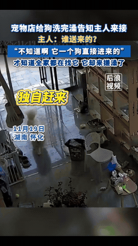 “笑不活了！”湖南怀化，一只狗狗趁家人不注意溜出了门，然后直奔宠物店洗澡，店员以