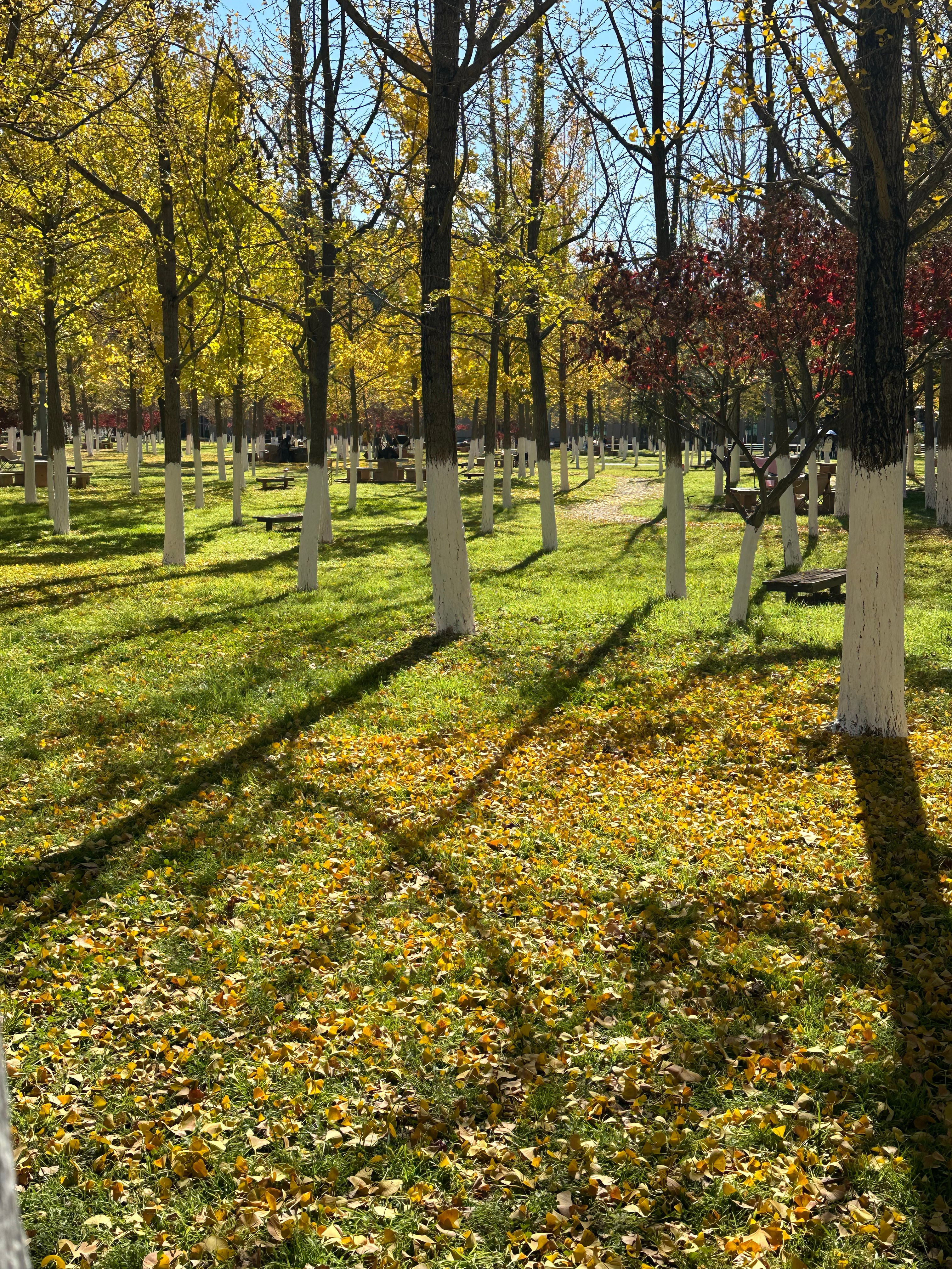 在这个落叶像雪的季节