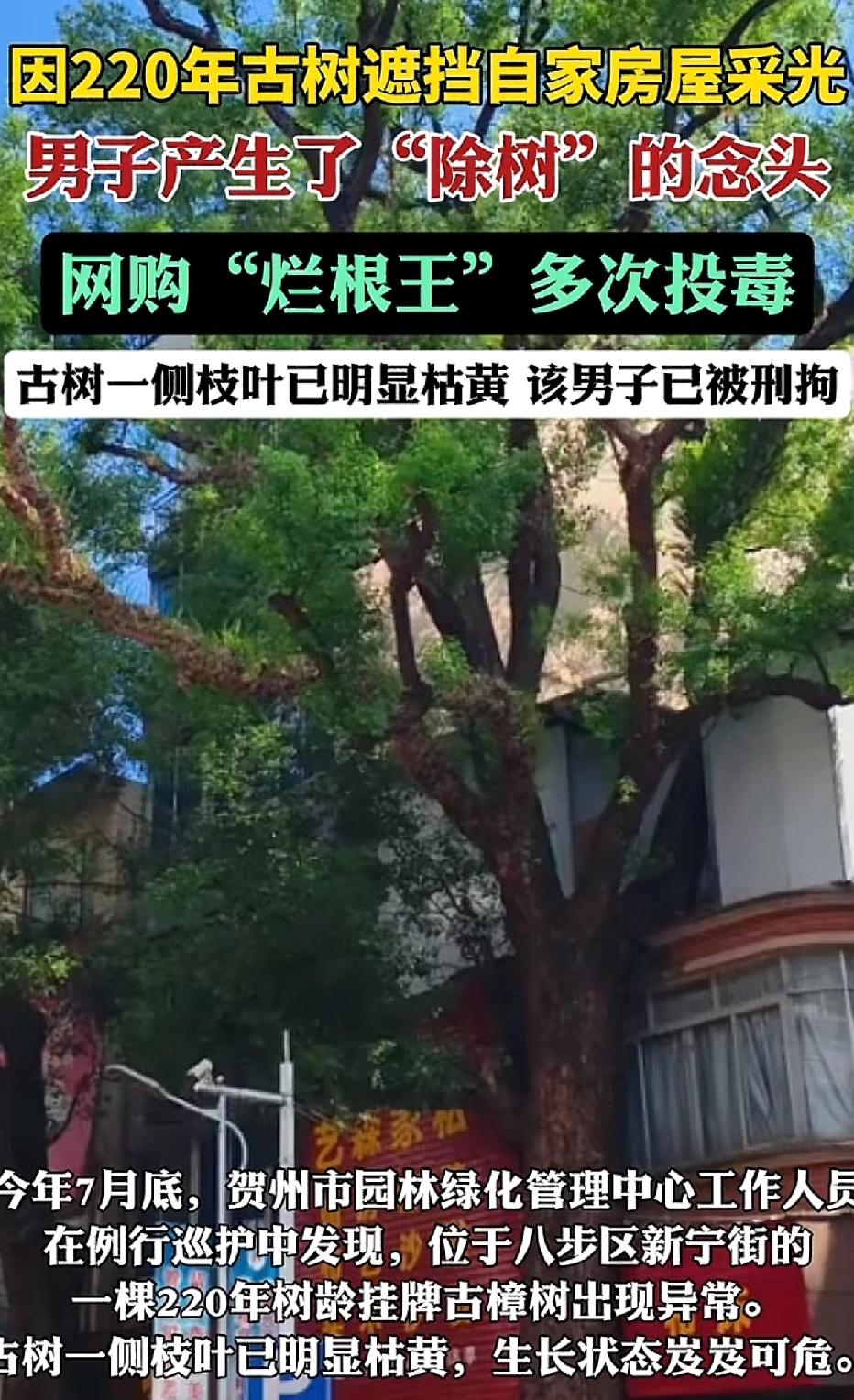 220年树龄的古樟树挡住了自家采光，一名男子萌生“除树”之念，便购置“烂根王”化
