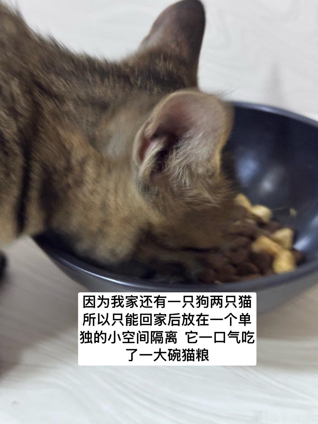7月31日饭后散步在学校门口遇到了一只小猫一直跟着我们我：要跟我回家吗？