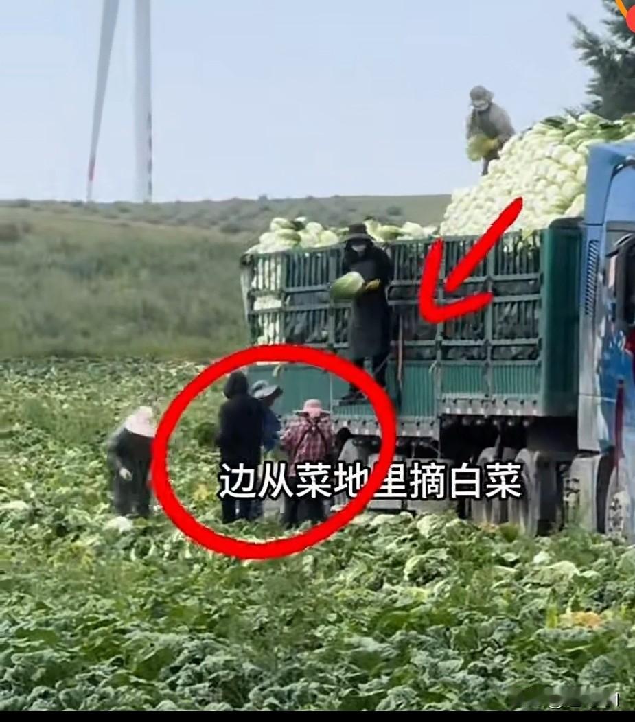 近期在河北张家口发现大白菜装车之前需要在水桶里蘸一下。后来发现这水桶里是甲醛，大