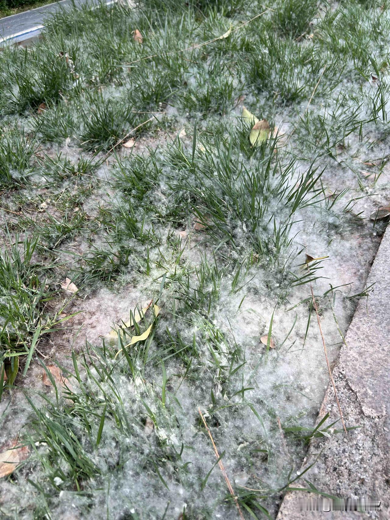 四月天下雪了！如果这几天有朋友来济南，尤其是去护城河、大明湖、趵突泉等有水的