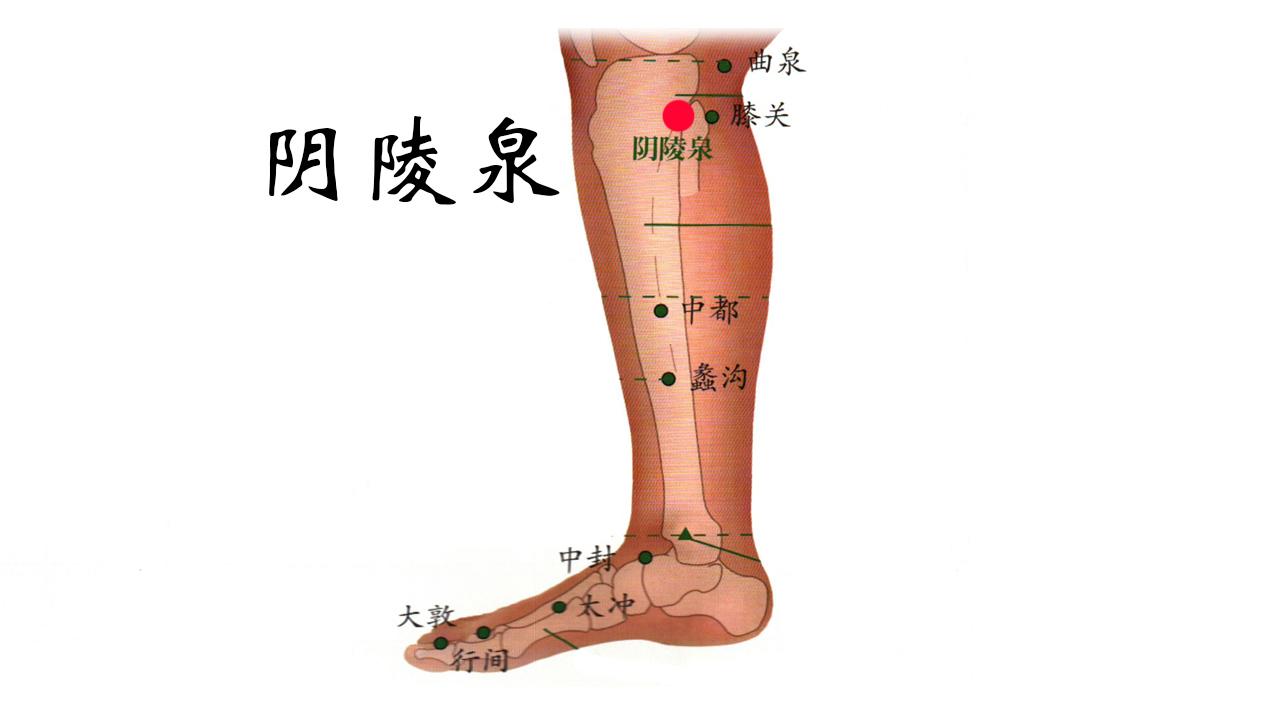 阴陵泉:在小腿内侧,胫骨内侧髁后下方凹陷处.