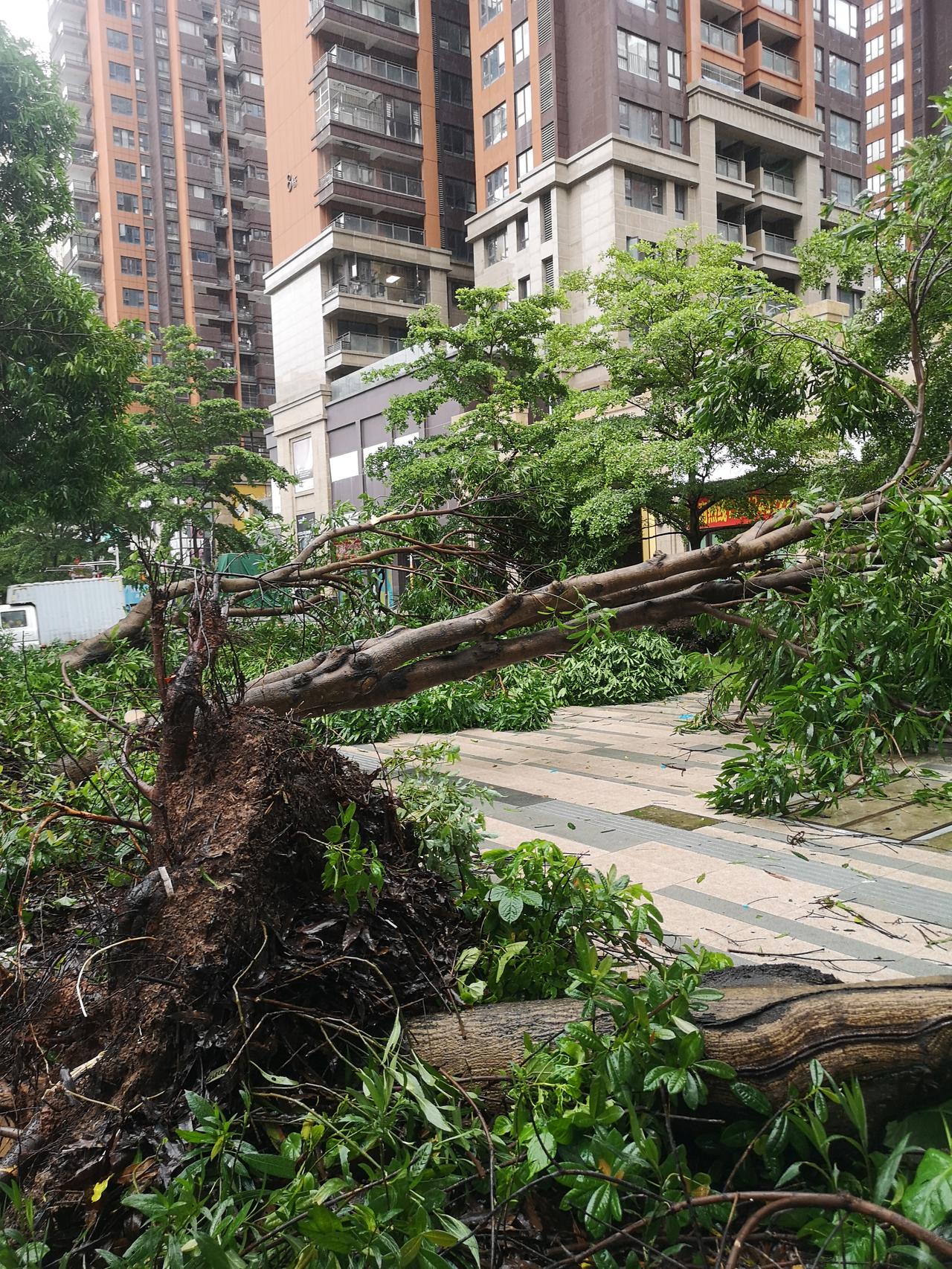 台风“红霞”太吓人了，大树连根拔起，砸中路边车辆和商铺，损失太大了，大家见过比这