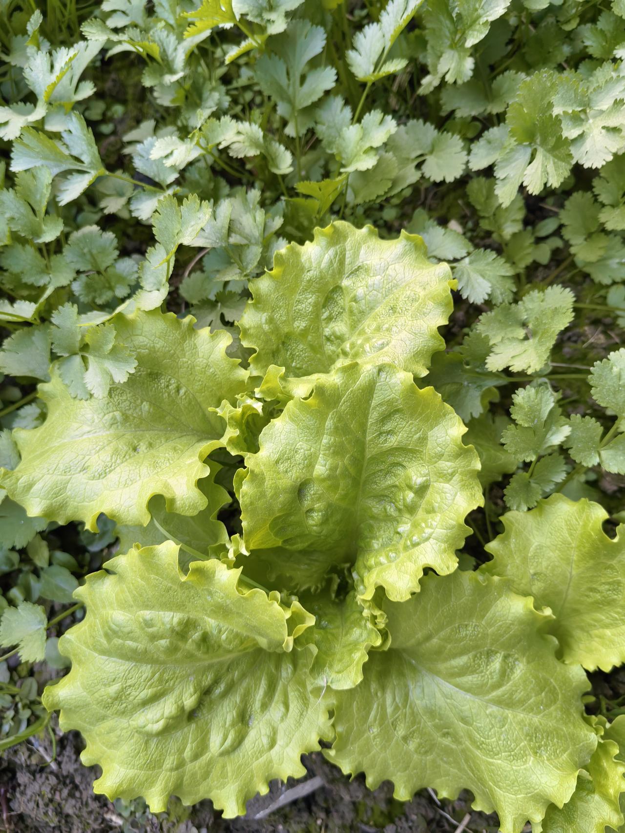 刚刚走进办公室，没想到那群年轻人在说八卦。八卦什么呢？就是现在养大一个娃要多少钱