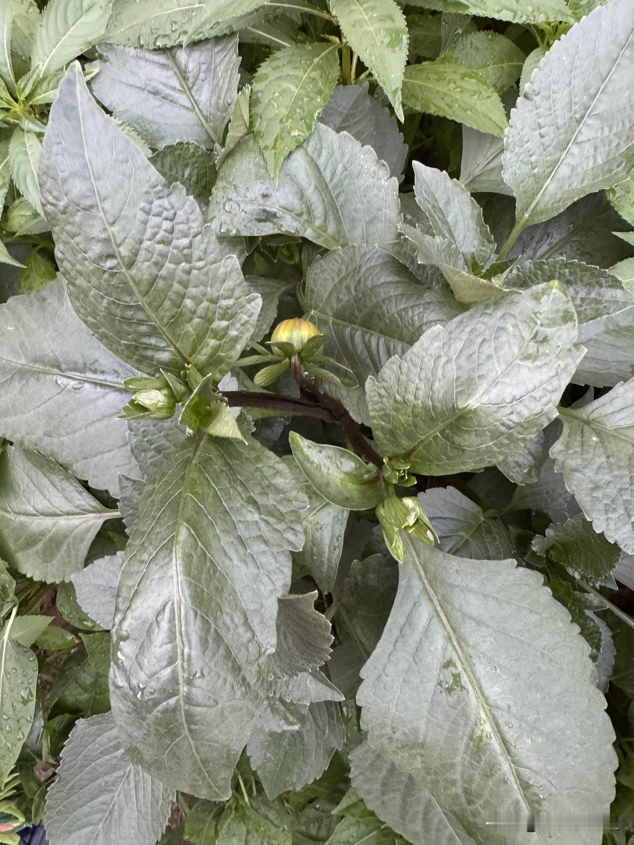 看看我家大丽花的开放过程。从最小的小花苞开始。对他抱有无限的期望。一个小小的豆