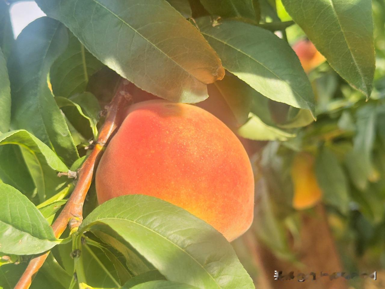 下午约了同事去采摘这几天本地的桃子🍑成熟了外面卖的3.4块钱一斤，自己摘7