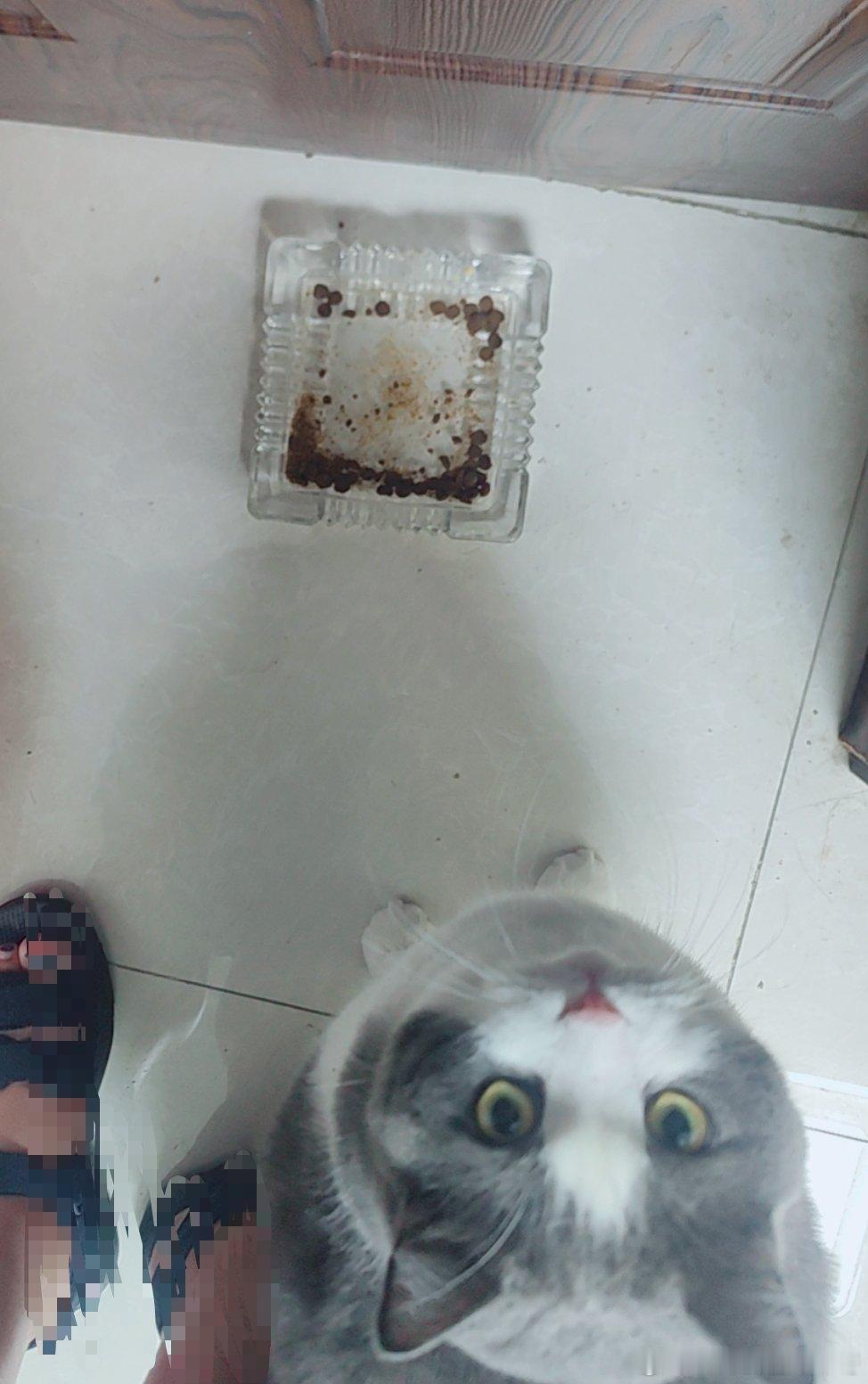 任嘉伦二刷结束，睡觉！今晚节奏太紧张没空给老四喂食，它气哭了！老四，