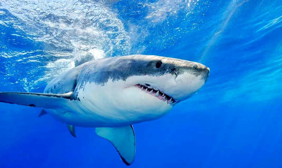 为什么人类只吃鱼翅，却很少听说吃鲨鱼肉？鲨鱼肉真的不好吃吗？ 鲨鱼，是海