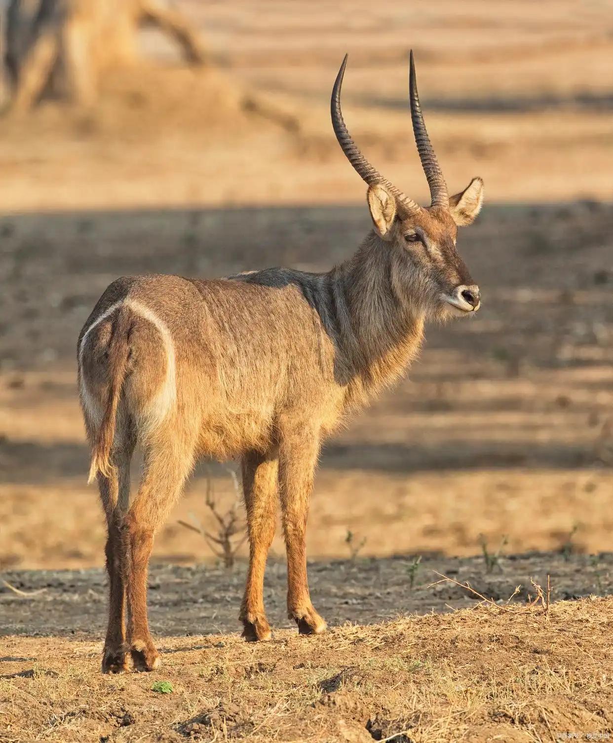 牧民开始抱怨？藏羚羊太多了，多到什么程度？青藏公路上，浩浩荡荡的羊群，能把车队堵