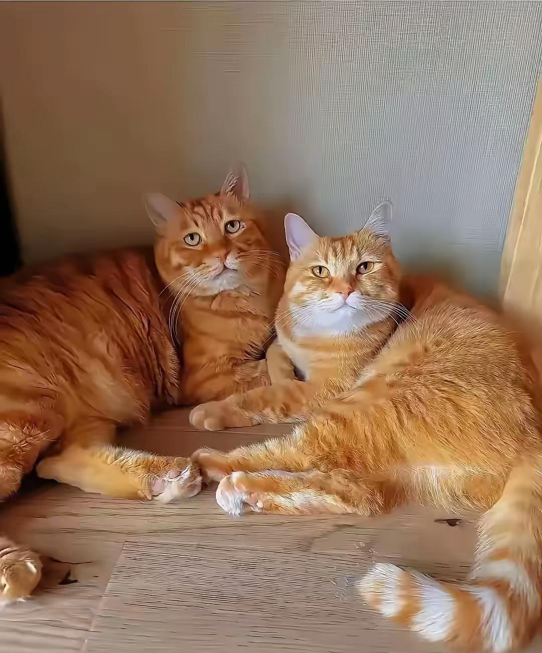 黄狸猫也是猫届的扛把子打起架来不输给狸花猫喂养的好的话一只猫可以长到20