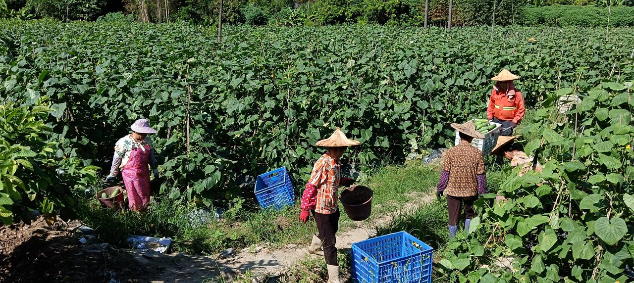 种瓜得瓜，种豆得豆，一年辛辛苦苦的付出，终于等到收获的季节。