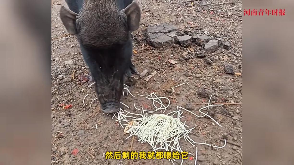 离了个大谱！近日，一男子在318国道上摆摊卖炒饭和米线，结果却在摊子旁多了一头野