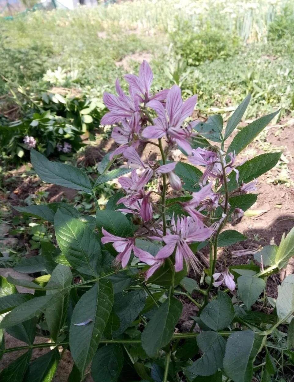 中医中药专业科普植物科普白鲜皮为芸香科植物白鲜的干燥根皮，是我国传统中药材中独