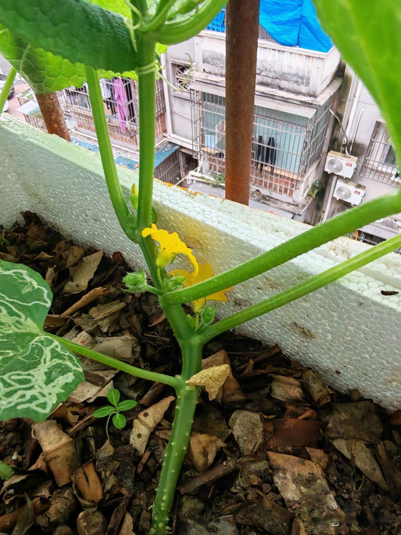 开花啦！我种的黄瓜开花了。今年种的圣女果，茄子，豆角，黄瓜都成功了，