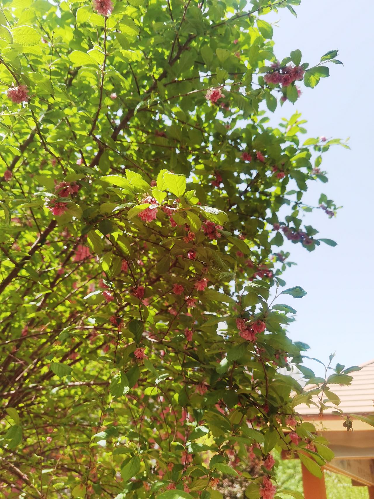 桃树一般是先开花后长叶，粉色的花密密麻麻长满了桃树，等花变成一丁点大小的桃子时，