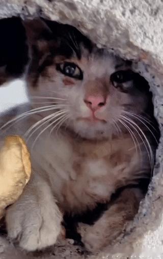 太可怜了！河南，有一名女子去农贸市场买水产，意外在一处破旧墙体的洞里，看见一只可