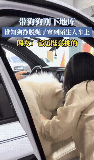 小狗还挺识货，知道什么车好，男主人带着小狗去遛弯，刚下到车库，小狗就跑上了一辆豪