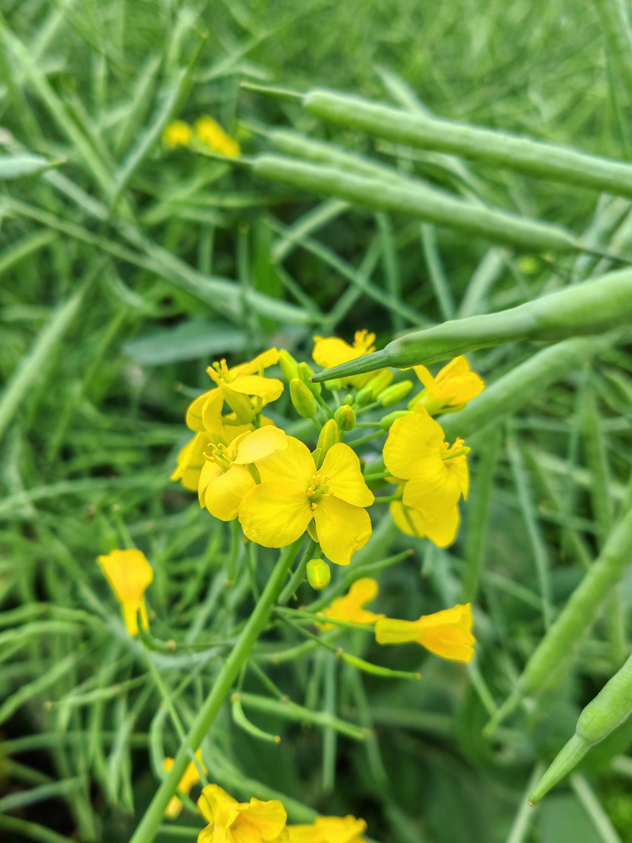 四川南充这里的油菜花已近尾声了，油菜田里还在开花的没剩几株了，相比正在枝头疯狂生