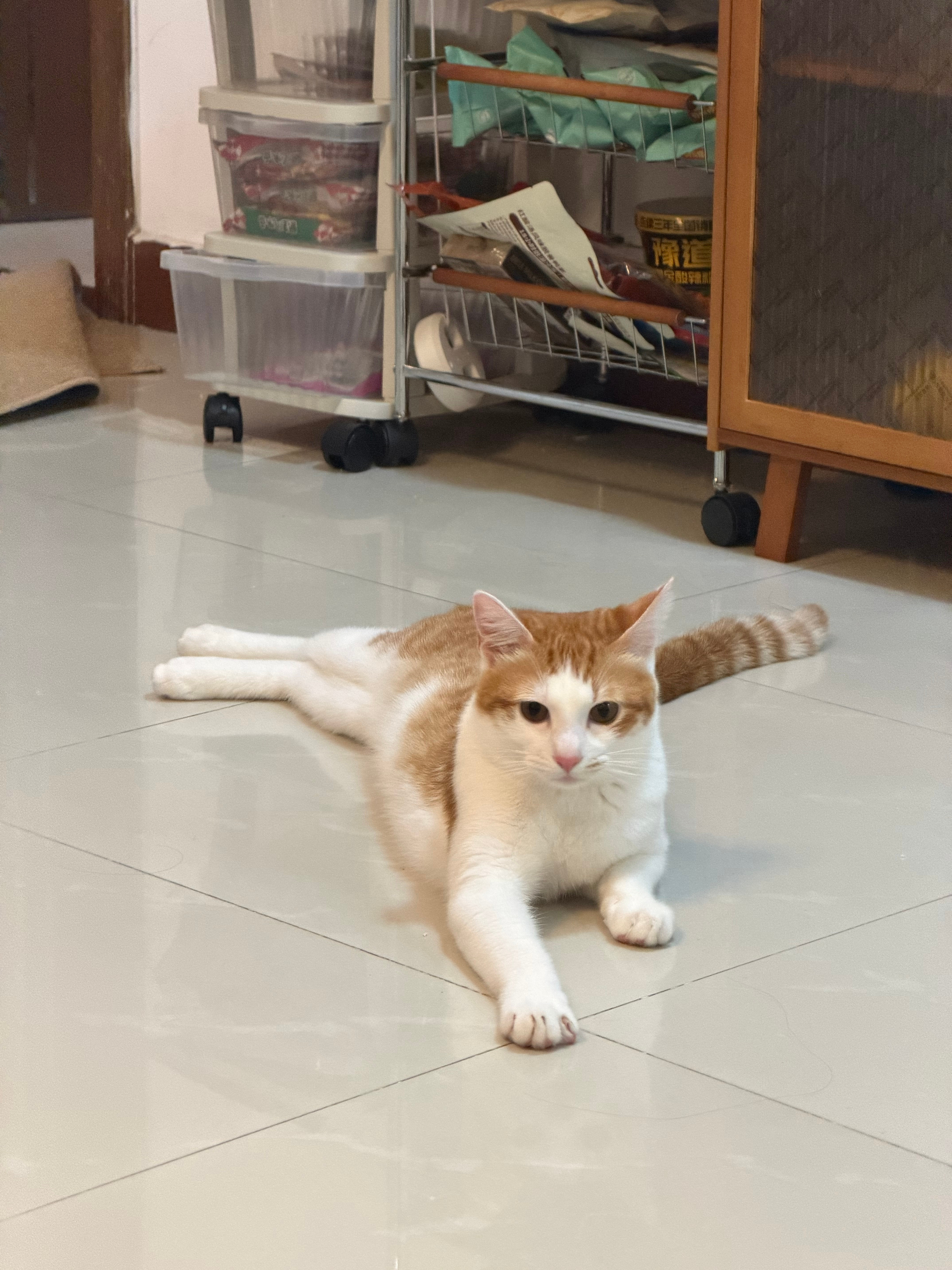 一个哲学问题当我觉得小猫内耗的时候是小猫真内耗……还是我在内耗？小猫在我离家2次