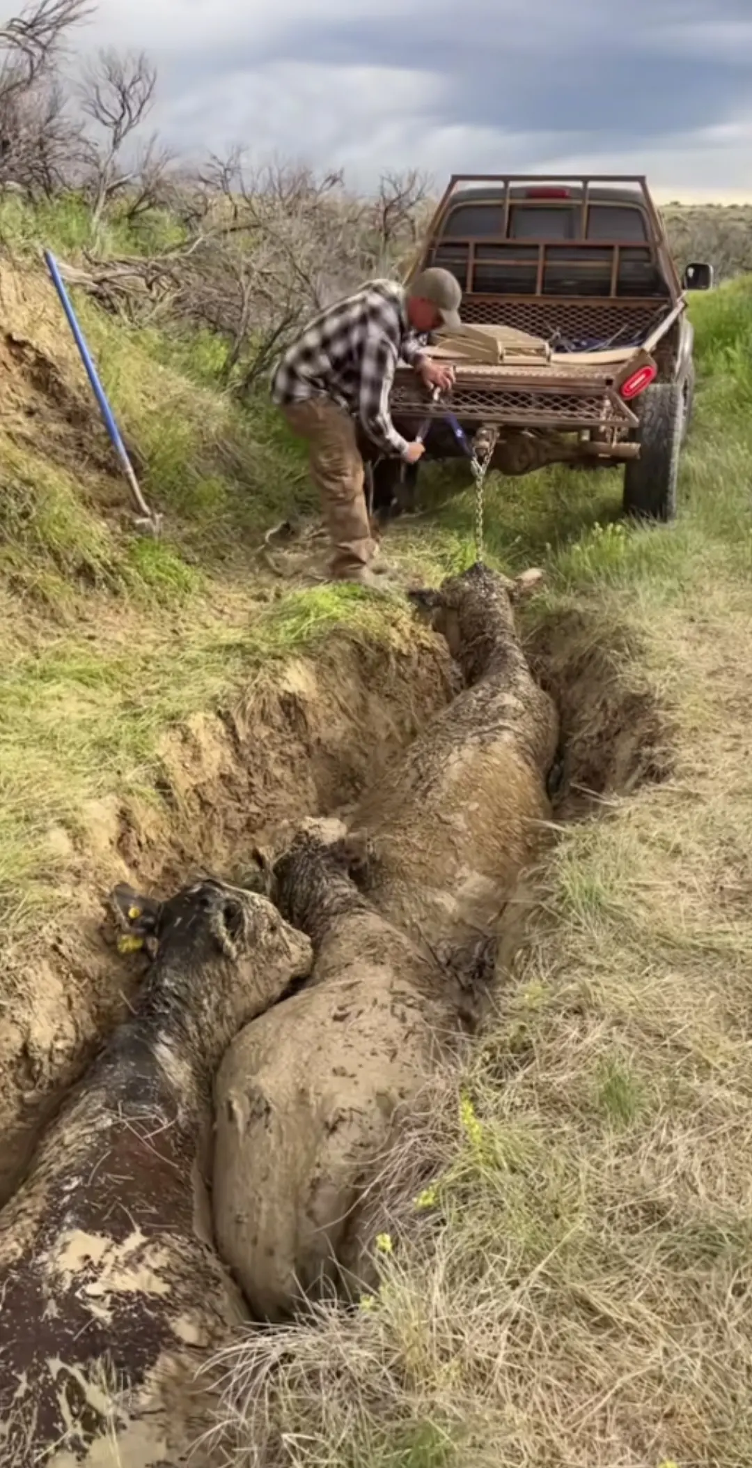 这些牛怎么了？这是专属道路吗？