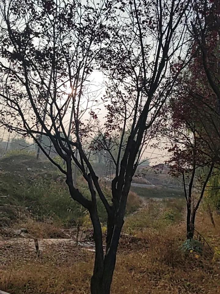 有人说这是紫叶李，还有人说是红叶李，压根连这个名字我都没有听说过，据说是城市常见