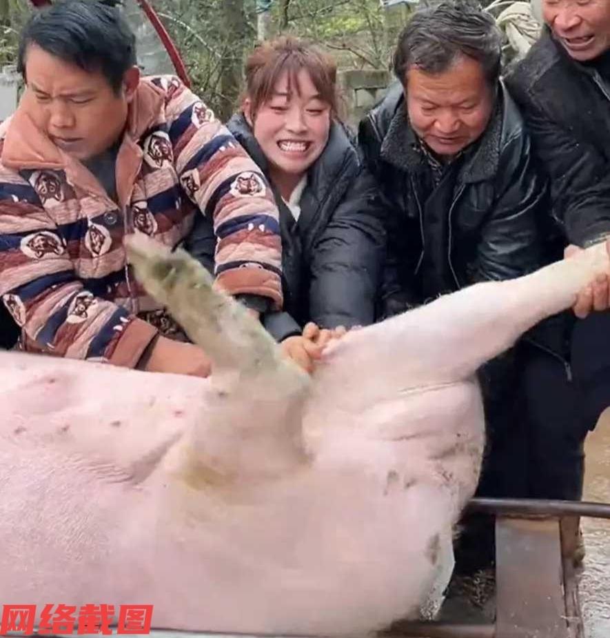 贵州安顺有女子回老家正赶上杀年猪。这时女子看到现场人手不够，决定自己上前帮忙