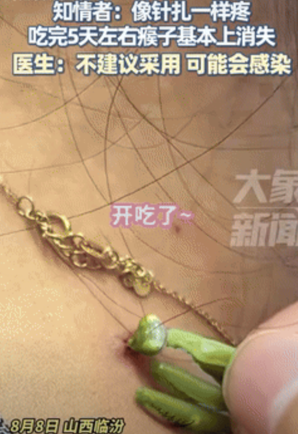 “这是个狠人！”四川成都，女子店里进了一只螳螂，她听说螳螂能吃掉身上的肉猴子，于