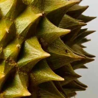榴莲的种植方法一、选种与育苗选择果肉饱满、成熟度高的榴莲种子，洗净后浸泡清水1-
